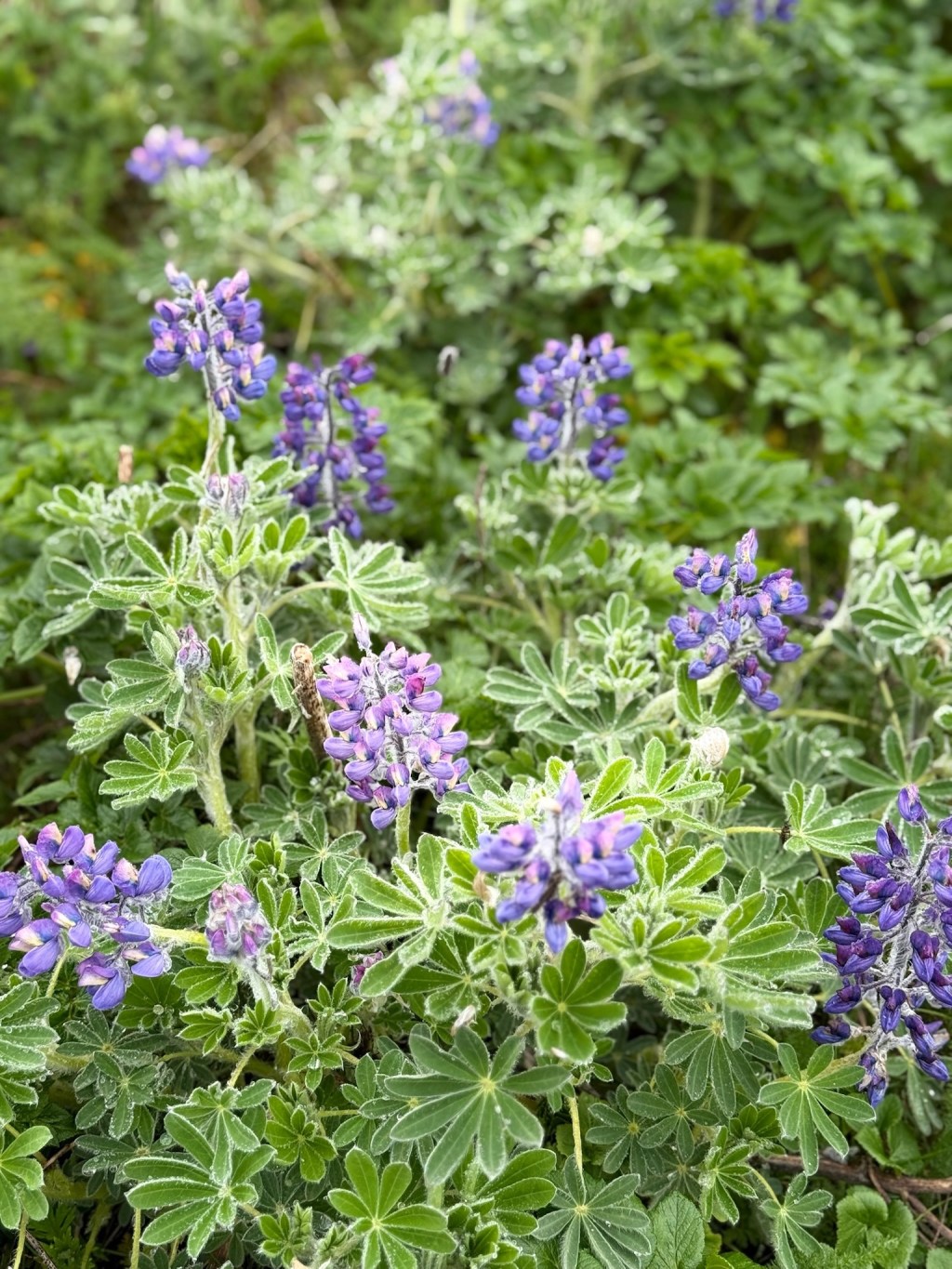Mail Day, Wildflowers, and a Warm&nbsp;Breeze