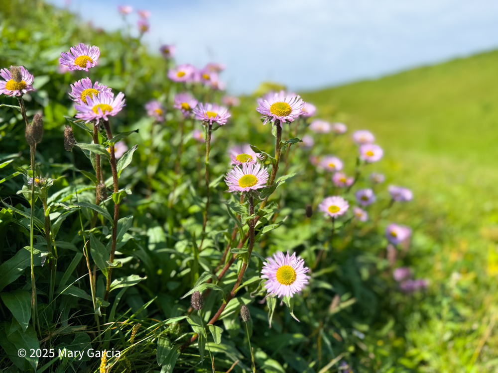 Purple daisy-like flowers with yellow centers growing in the tundra grass.