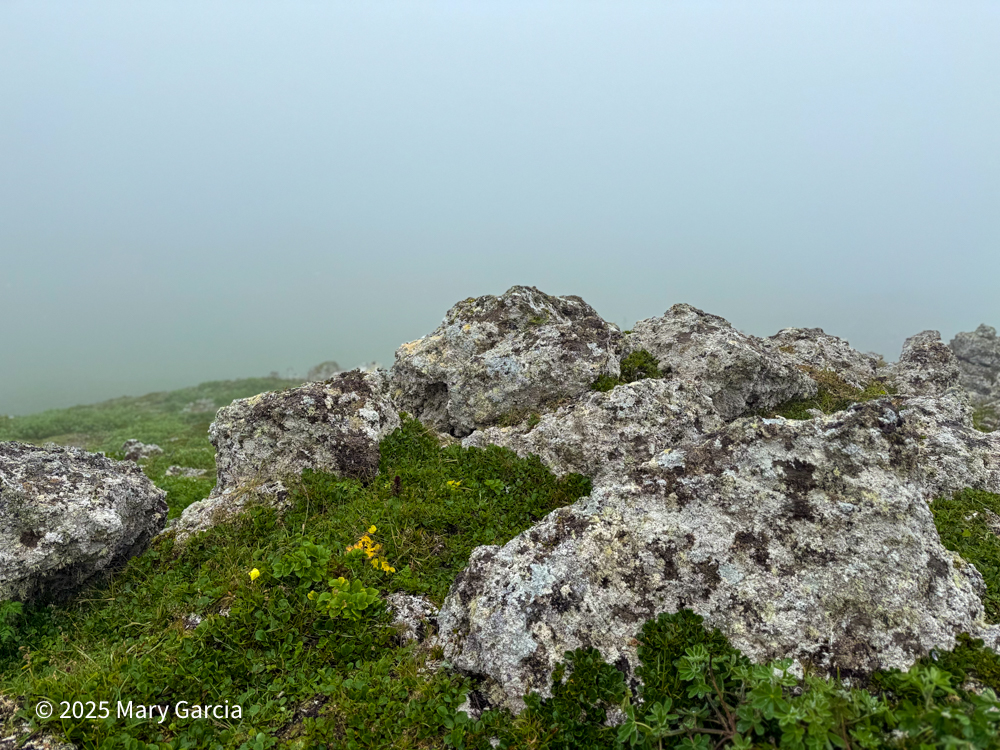 Foggy view from a hike on Ridgewall Hill, St. Paul Island, with moss-covered rocks in the foreground and the landscape obscured by mist.