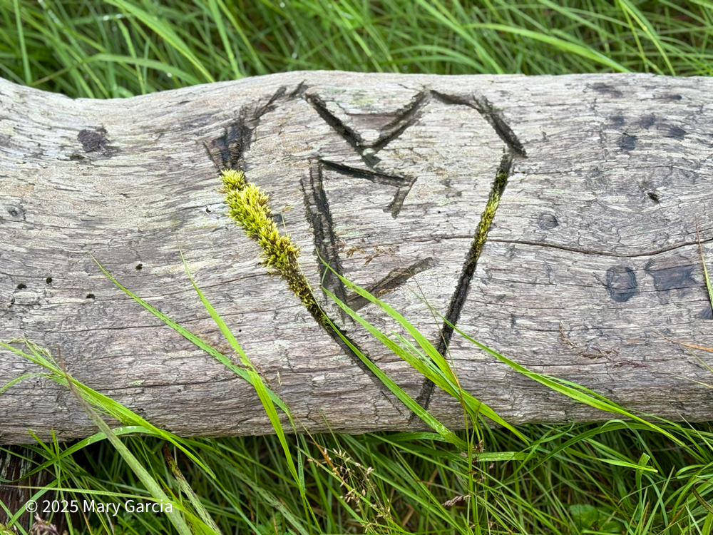 Close-up of a moss-covered log with a carved heart and the initial, "C," surrounded by green grasses on St. Paul Island.