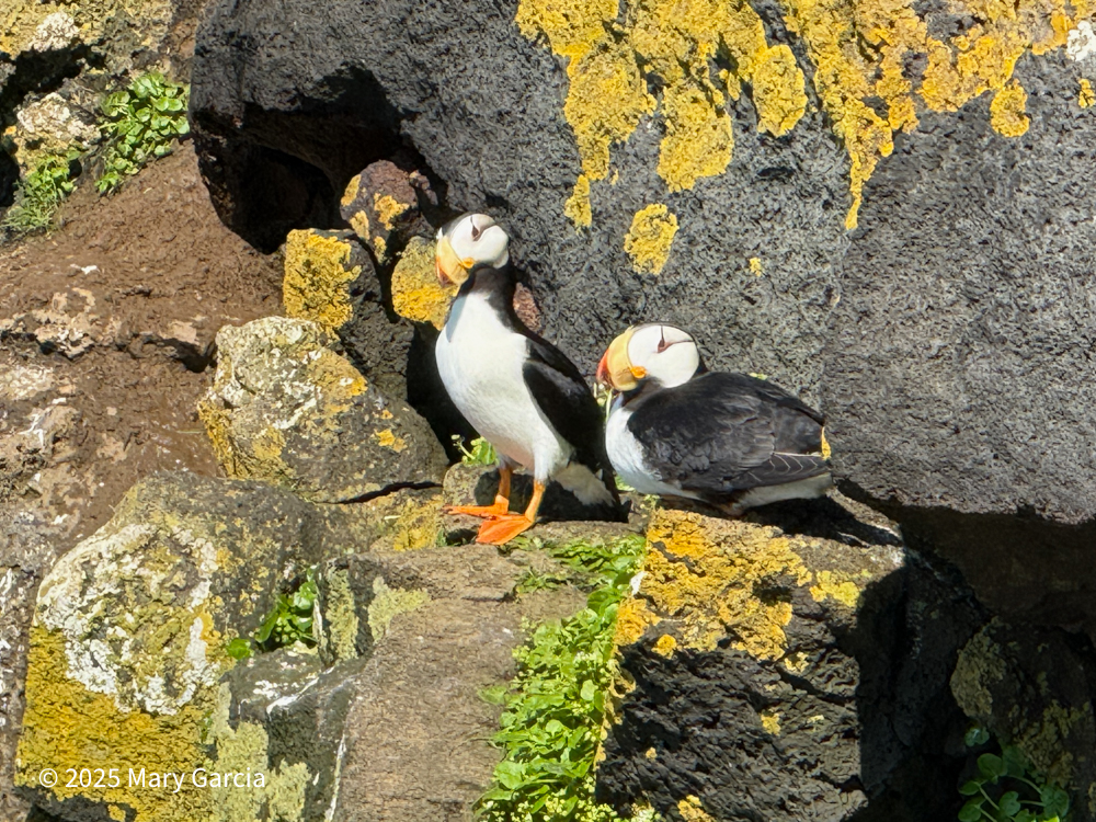 Two horned puffins with orange beaks perched on black volcanic rocks with yellow lichen.