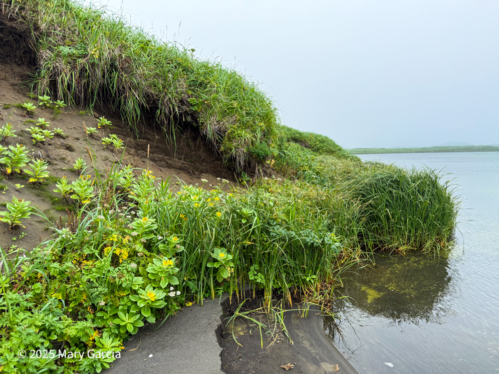 Bright beach sunflowers and wildflowers blooming along the sandy edge of Big Lake on St. Paul Island
