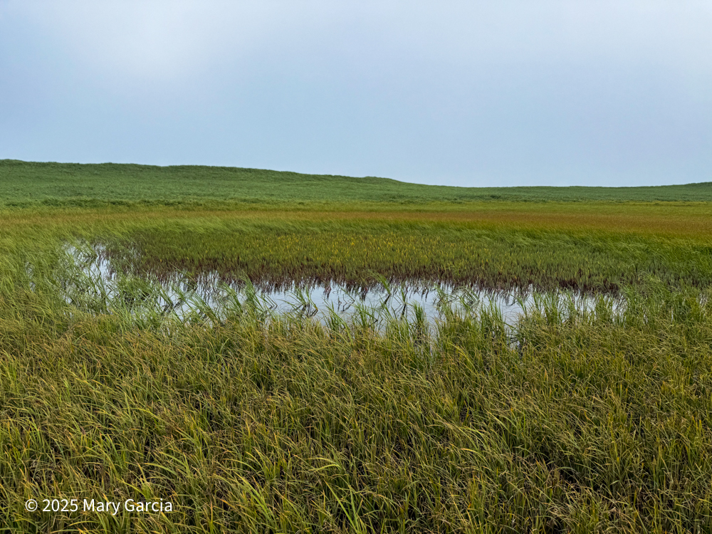 Wetland pond surrounded by tall seeded grasses along the portage route between Sheep Lake and Big Lake on St. Paul Island
