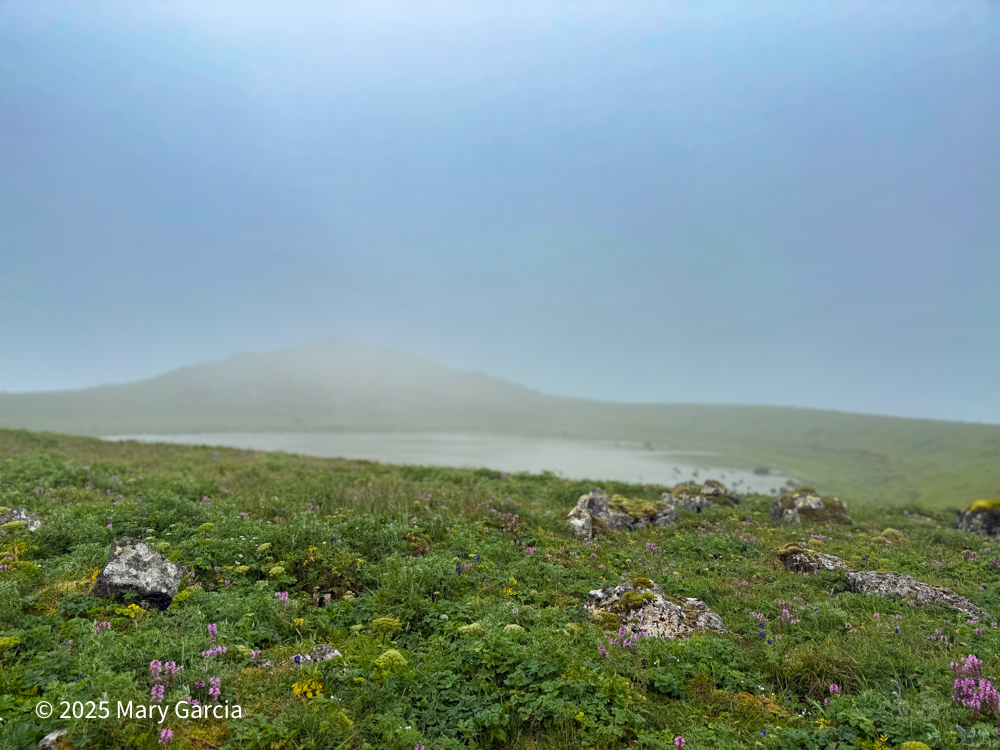 Kittiwake Lake seen in the distance, nestled in a depression with tundra wildflowers and moss-covered rocks in the foreground on St. Paul Island, Alaska