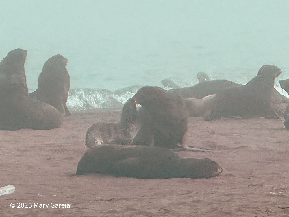 Northern fur seals resting on the beach in the fog on St. Paul Island, Alaska.