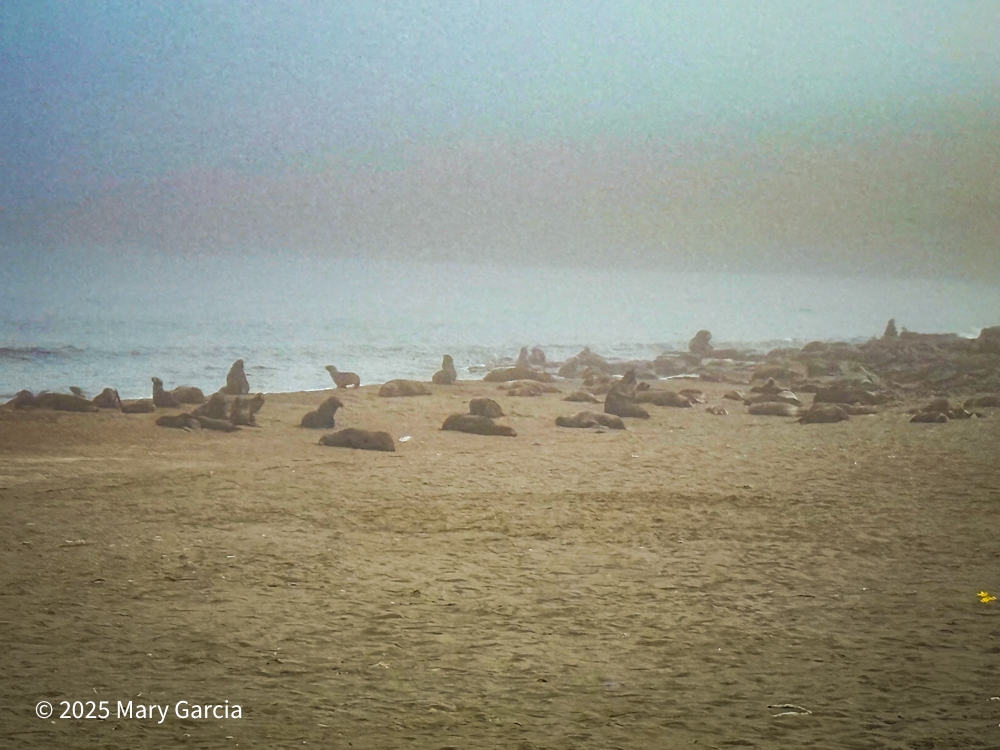 Northern fur seals resting in the fog along Lukanin Beach on St. Paul Island, Alaska.