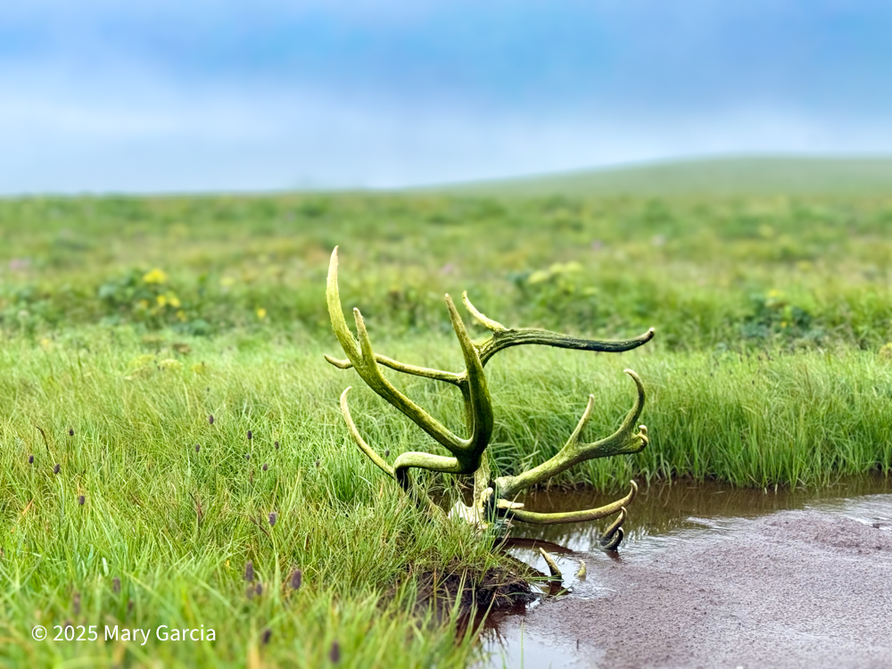 Reindeer antlers resting beside a muddy pond in the tundra grass on St. Paul Island, Alaska
