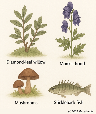 Educational illustration of tundra ecosystem on St. Paul Island showing diamond-leaf willow, monk’s hood flowers, mushrooms, and stickleback fish labeled in a textbook style