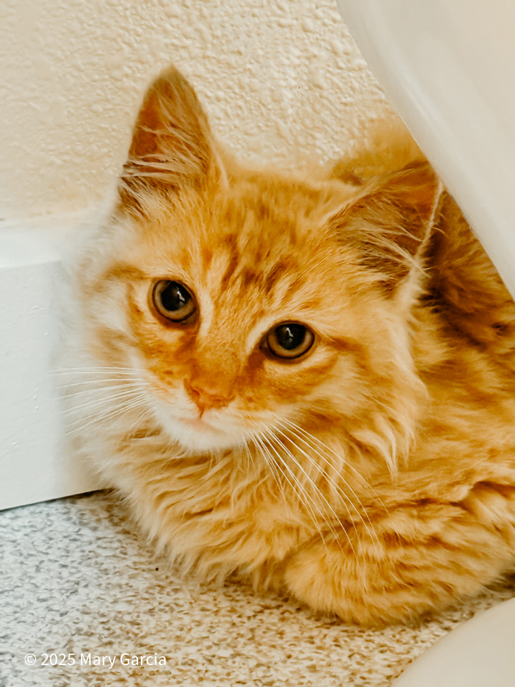 A small orange stray kitten with wide eyes crouches behind a toilet, looking nervous but curious.