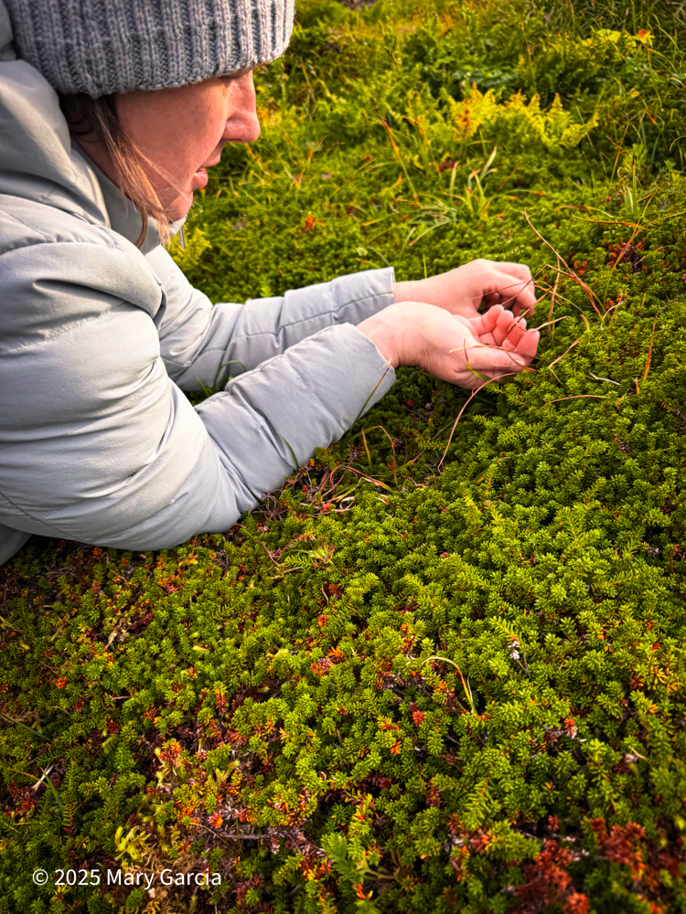 Woman picking mossberries while lying on thick green tundra moss on St. Paul Island.