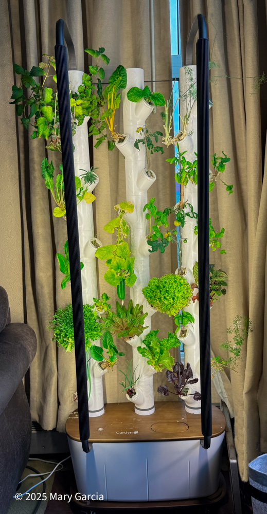 Indoor Gardyn hydroponic system growing fresh lettuce, herbs, and greens in Alaska.