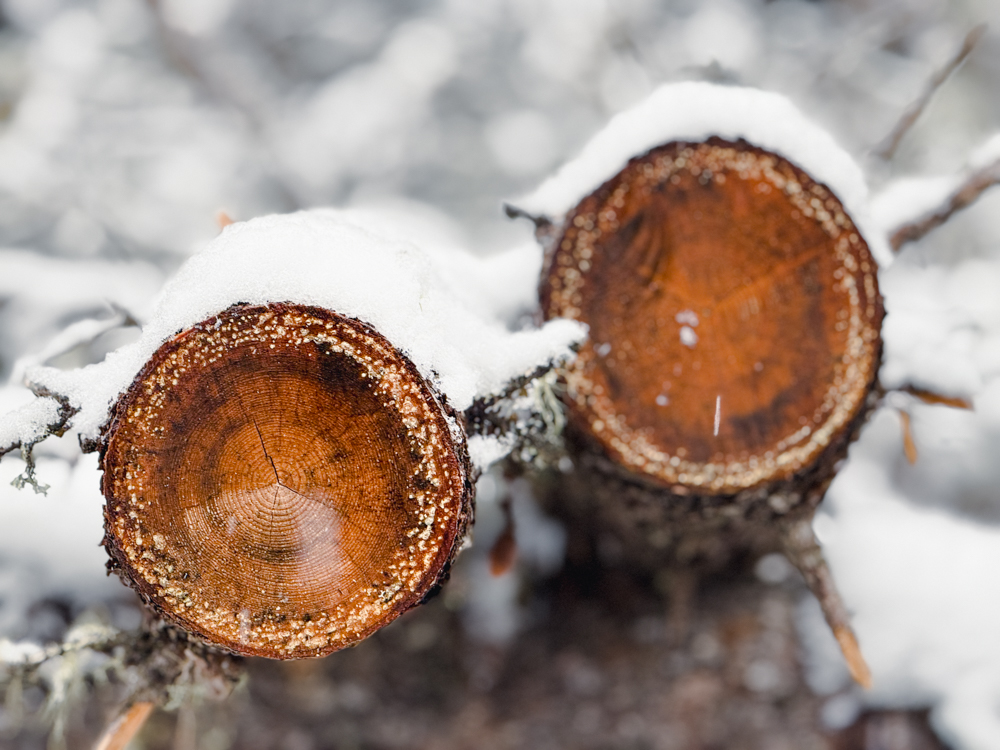 Two cut black spruce tree trunks with visible growth rings dusted in snow near Fairbanks, Alaska.