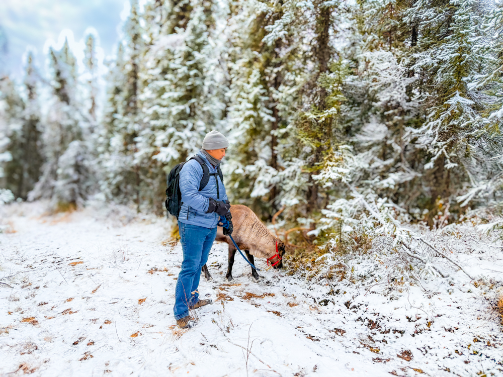 Carlos Garcia walking a reindeer through snow-covered trees at Aurora Borealis Basecamp near Fairbanks, Alaska.