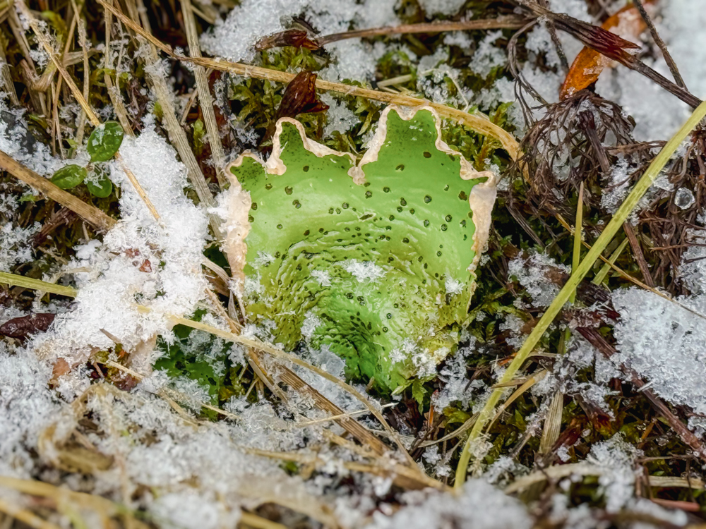 Green Freckle Pelt Lichen partially covered by snow on the ground near Fairbanks, Alaska.