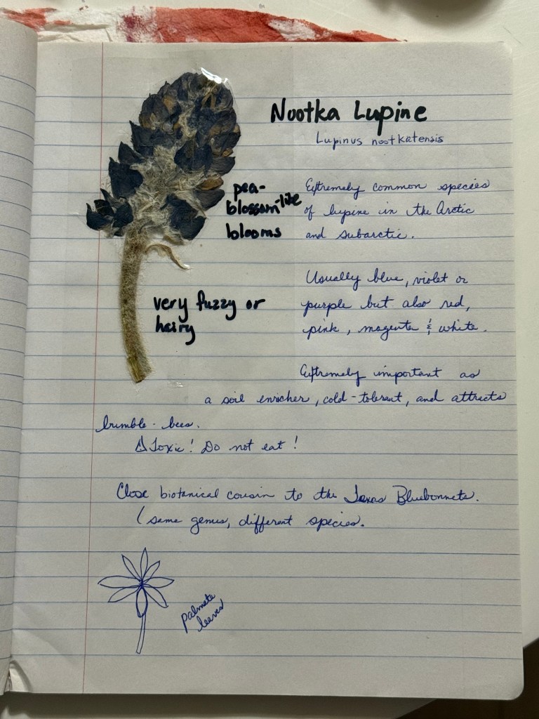 Handwritten journal entry about St. Paul Island lupine, with a dried lupine blossom taped to the page in a small plant journal.