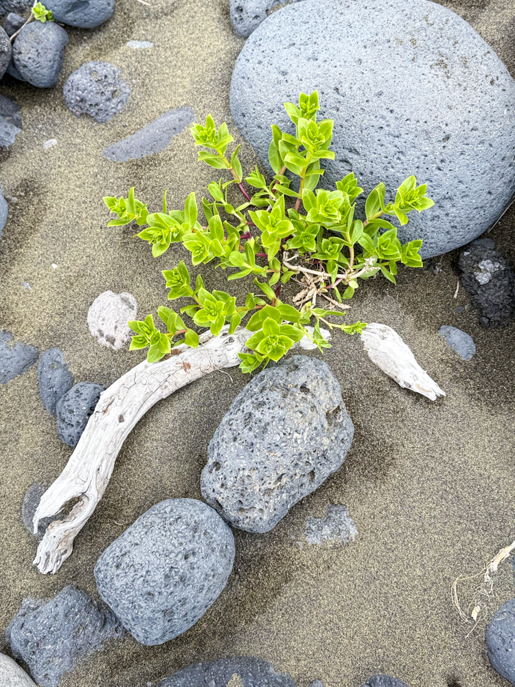 Bright green coastal plant growing beside driftwood and volcanic stones on a sandy beach