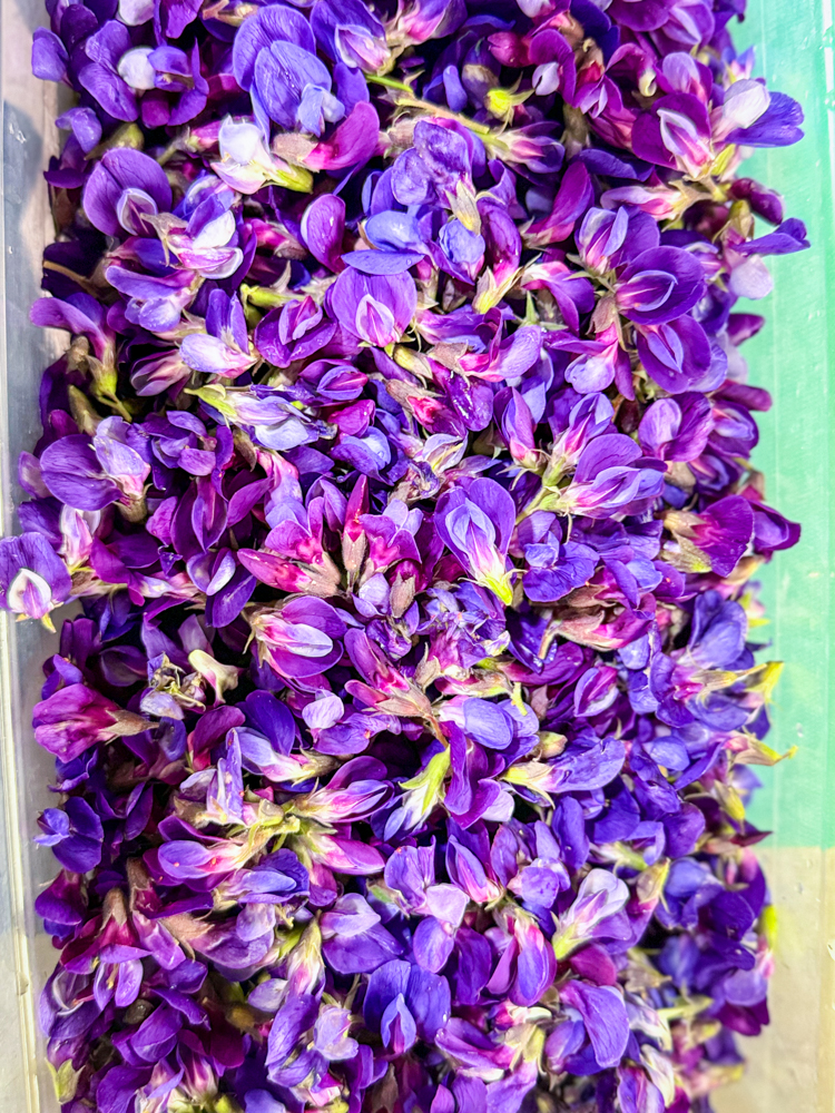 Purple and magenta beach pea blossoms gathered for a natural paintmaking experiment on St. Paul Island