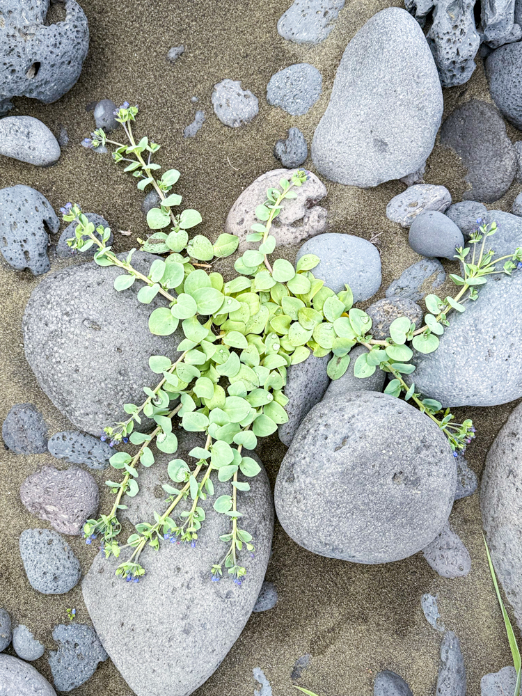 Pale green coastal plant with tiny blue flowers growing among rounded volcanic beach rocks