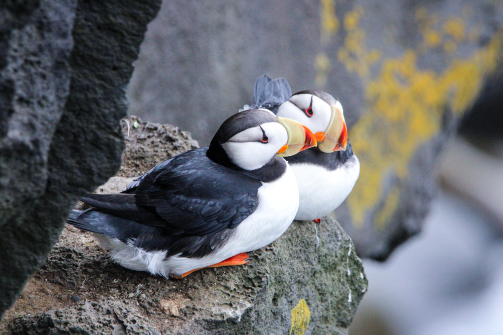Two puffins resting closely together on a rocky ledge on St. Paul Island