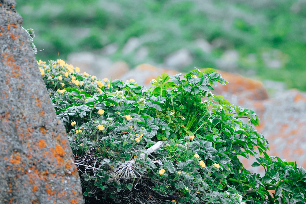 Small yellow wildflowers growing among dense coastal greenery and lichen-covered rocks