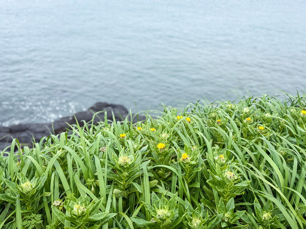 Yellow coastal wildflowers growing above the Bering Sea on St. Paul Island, Alaska.