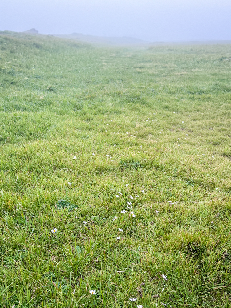 Small white wildflowers blooming across green summer tundra in the fog on St. Paul Island, Alaska.