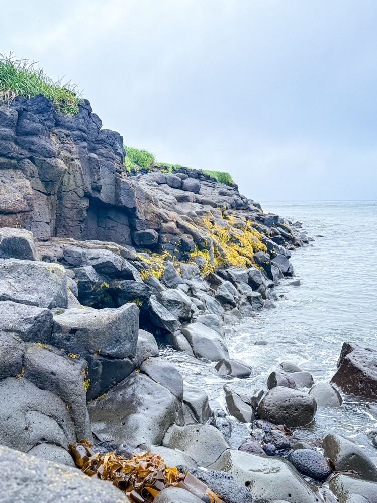 Black volcanic rocks covered with yellow lichen along the Bering Sea coast of St. Paul Island, Alaska.